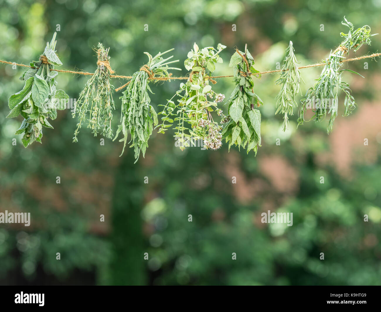 Bundles aromatisierte Kräuter Trocknen an der frischen Luft. Natur Hintergrund. Stockfoto