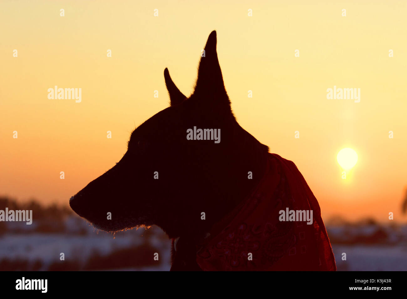 Hund zurück Licht Silhouette Sonnenuntergang. sonnigen Abend Stockfoto