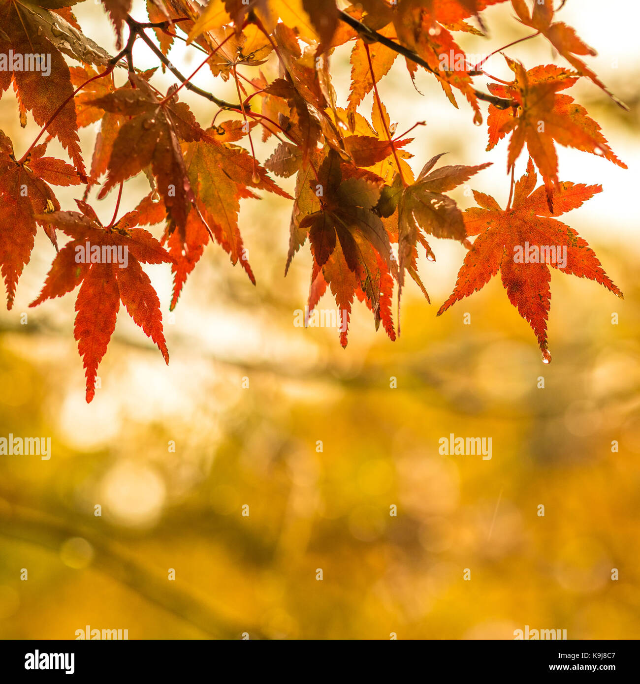 Herbstliche Hintergrund, leicht defokussiert rote Ahornblätter mit Wassertropfen Stockfoto