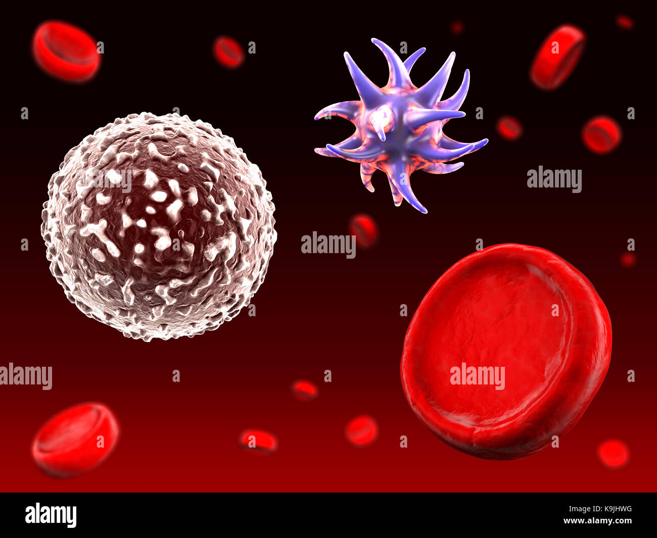 Zu Wenig Rote Und Weiße Blutkörperchen www.alamy.de