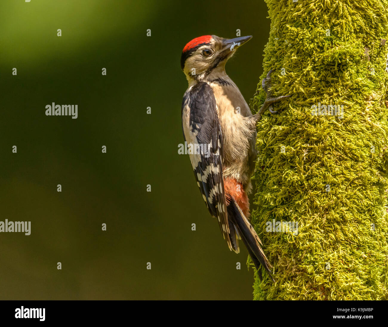 Buntspecht Ringford/Galloway Forest Park/Schottland/Großbritannien/Britischen Inseln Stockfoto