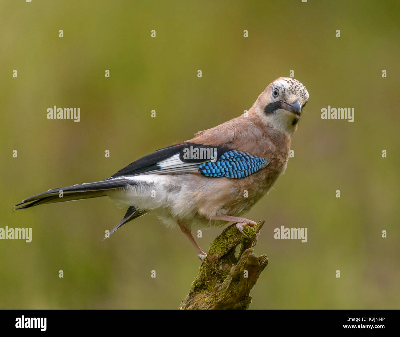 Jay Ringford Galloway Forest Park/Western Scotland/UK/Britischen Inseln Stockfoto