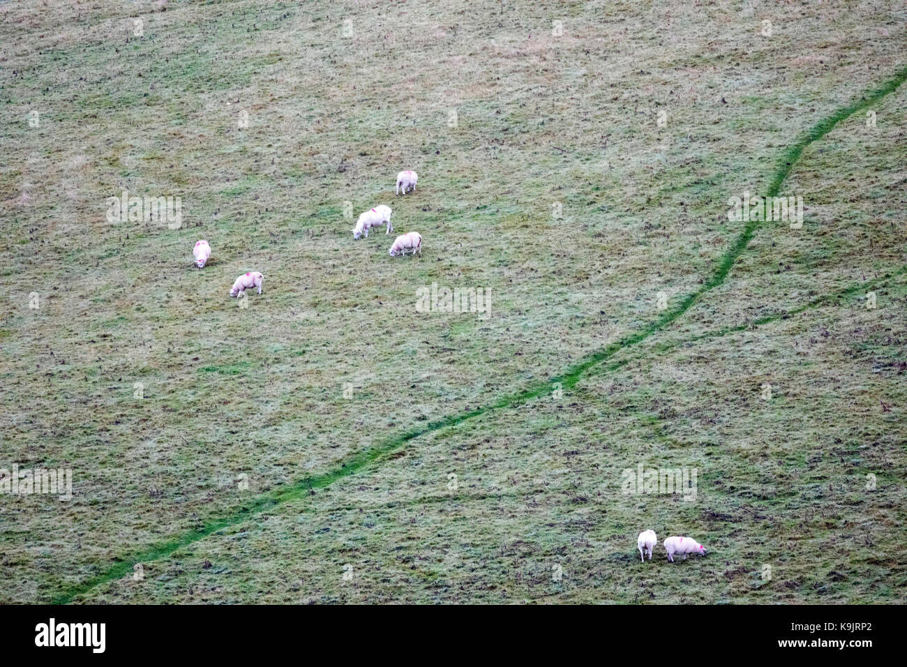North Wales, 23. September 2017 UK Wetter. Einen leichten Start in den Tag über viele Teile mit einem schweren Tau zunehmende Wolke über ländliche Flintshire dies morgen in der Nähe des Dorfes Rhes-y-CAE wie diese weidenden Schafen entdeckt jeder Seite ihrer Schafe track © DGDImages/Alamy leben Nachrichten Stockfoto
