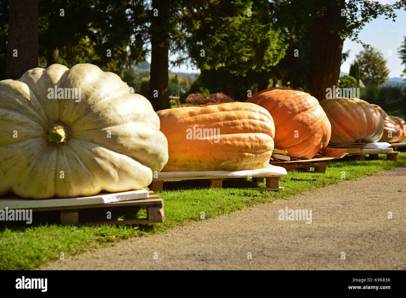 Mozirje, Slowenien. 23 Sep, 2017. Kürbisse sind in einem pumpkin Contest in Mozirje, Slowenien an Sept. 23, 2017 gesehen. Ein Kürbis mit einem Gewicht von 639 kg den Wettbewerb gewonnen. Credit: Matic Stojs/Xinhua/Alamy leben Nachrichten Stockfoto