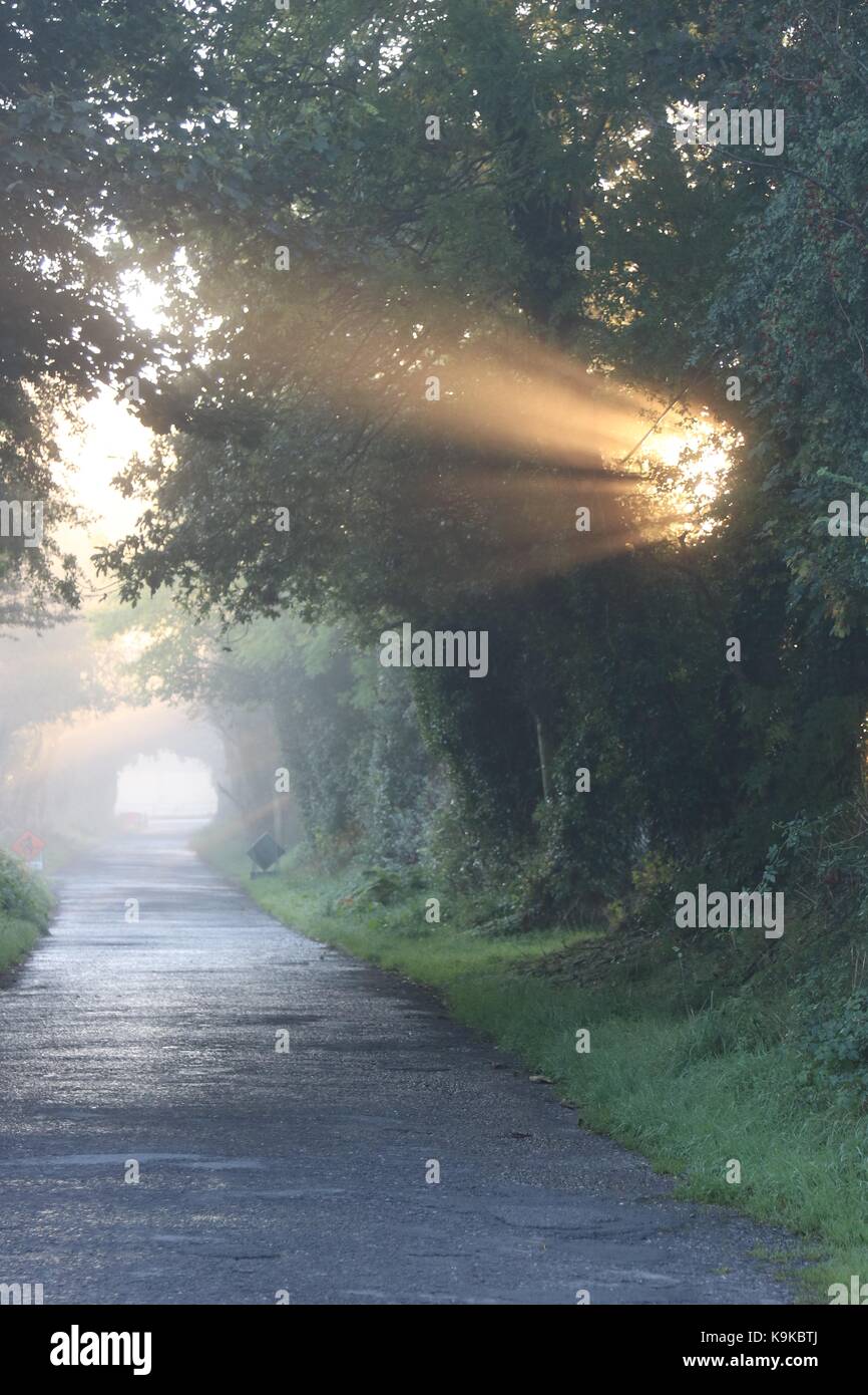 Am frühen Morgen Sonne durch Bäume und Abfackeln Nebel auf einer ruhigen Landstraße Stockfoto