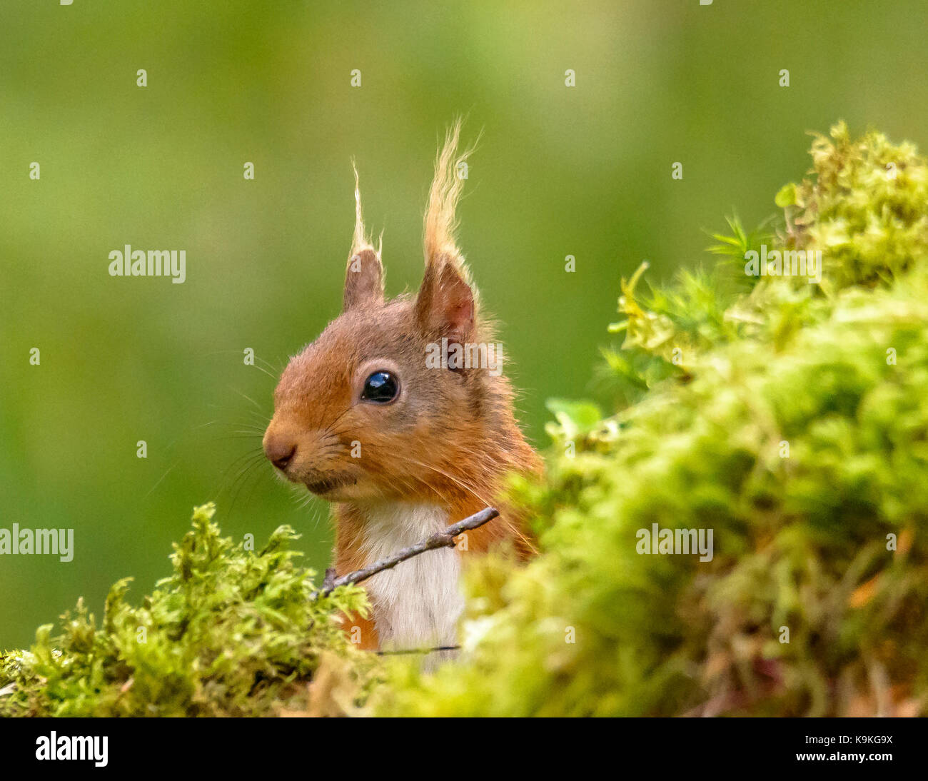 Eichhörnchen Ringford/Galloway Forest Park/UK/Britischen Inseln Stockfoto