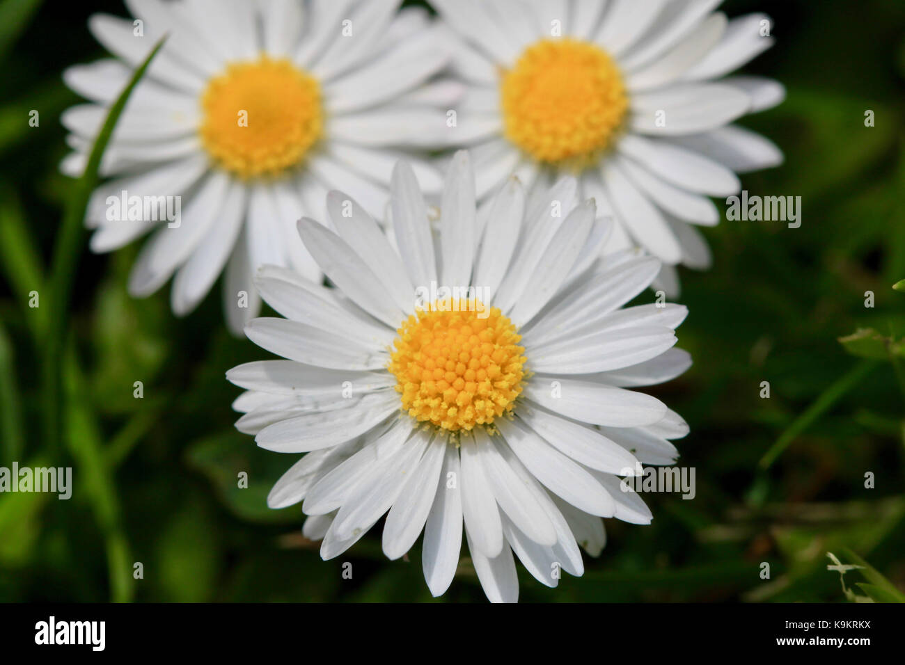 Makro Mickey Marguerite Blumen, Segovia, Spanien. Stockfoto
