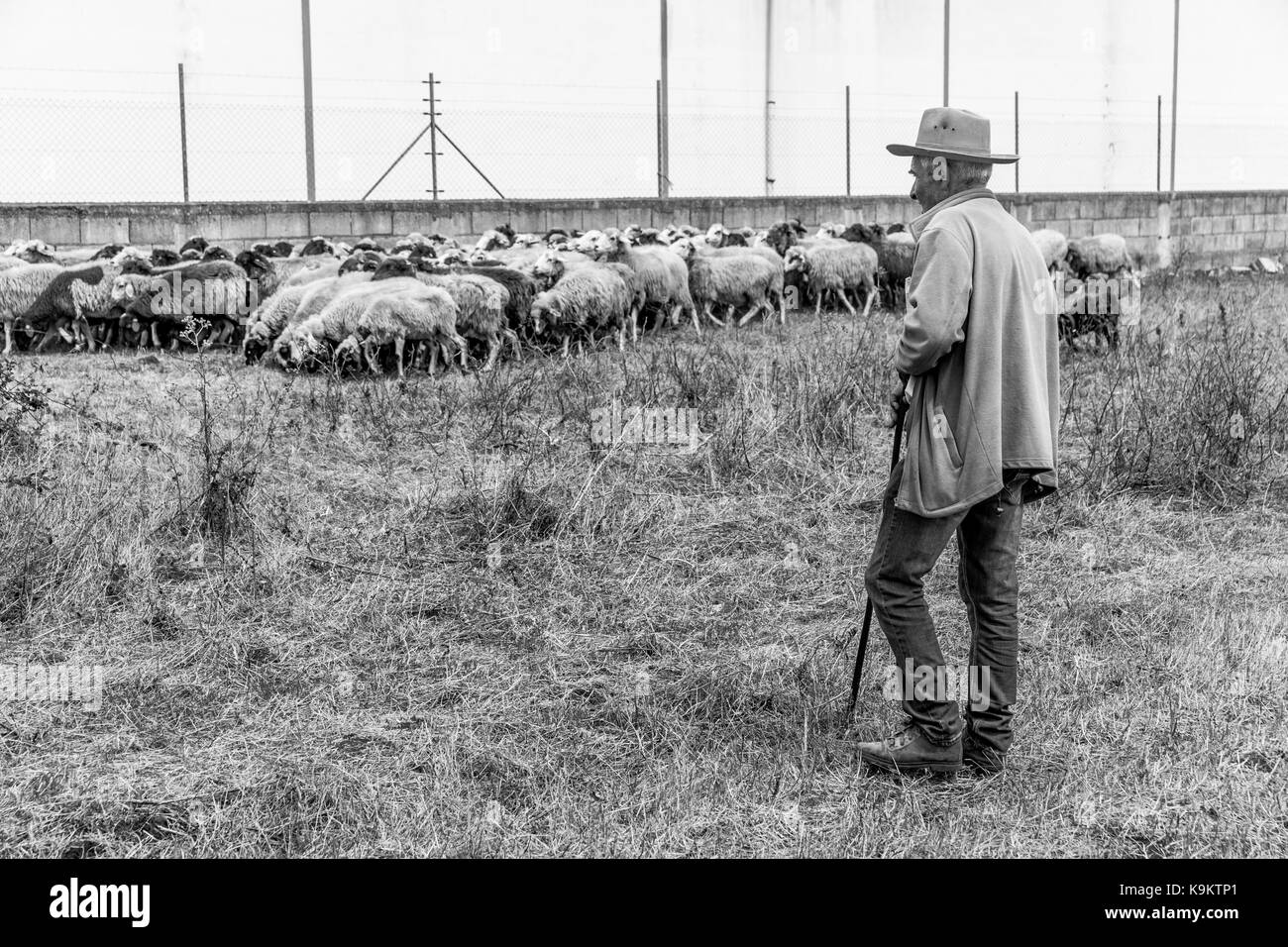 Lose Schafe auf dem Land Stockfoto