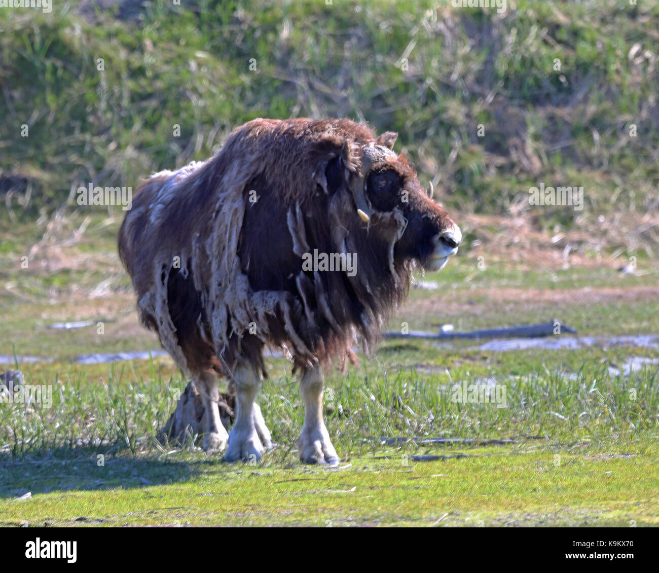 Shaggy Bison in Alaska Wildlife Wintergarten, Anchorage, Alaska Stockfoto