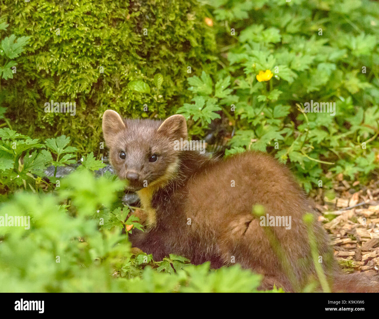 Marder Galloway Forest Park Visitors Center/Schottland/Britischen Inseln Stockfoto