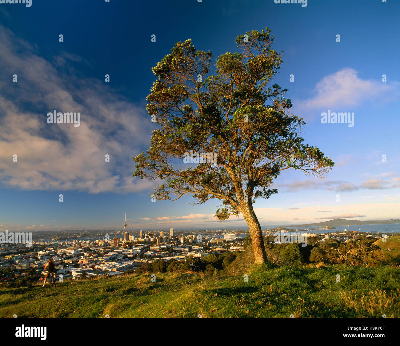 Neuseeland. Auckland. Hohe Aussichtspunkt der Stadt vom Mount Eden mit Baum. Stockfoto