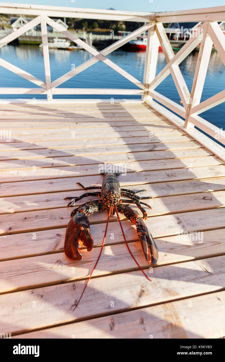 Frischen Hummer liegen auf einer Sonnenterrasse. Außenansicht in Norwegen. kopieren. Stockfoto