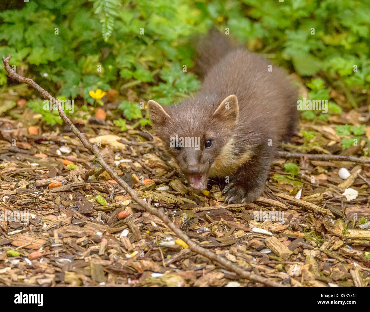 Marder Galloway Forest Park Visitors Center/Schottland/Britischen Inseln Stockfoto