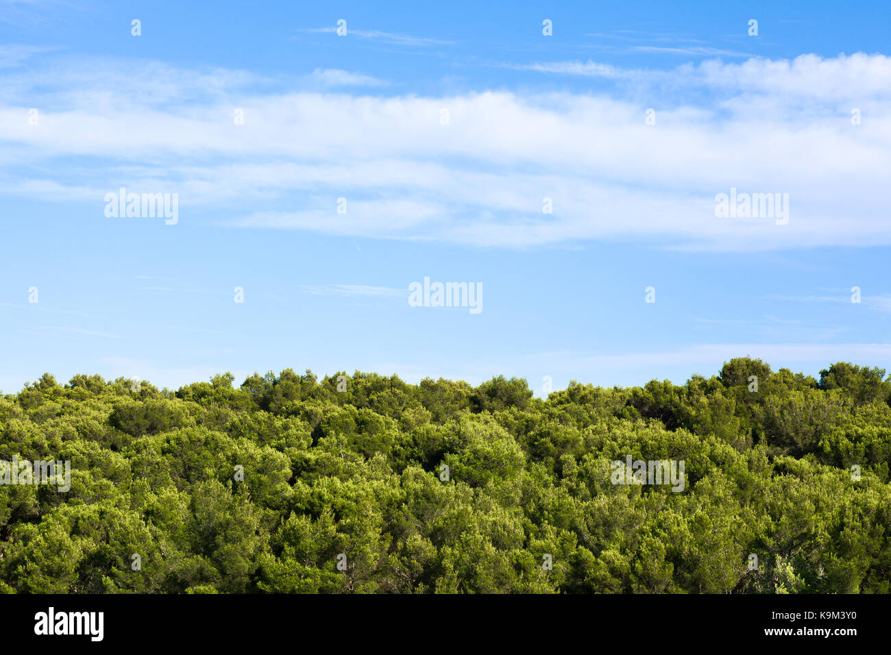 Blick aus grünen Wäldern und blauer Himmel, Apulien, Italien Stockfoto