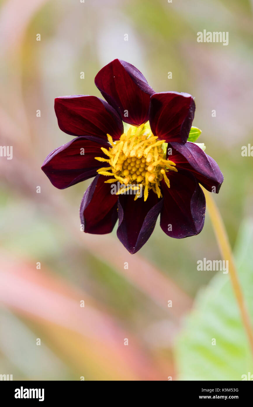 Gelbe zentriert, dunkle rote Blume der Hybrid tuberous Zierpflanzen, Dahlia x Kosmos 'Mexican Schwarz' Stockfoto