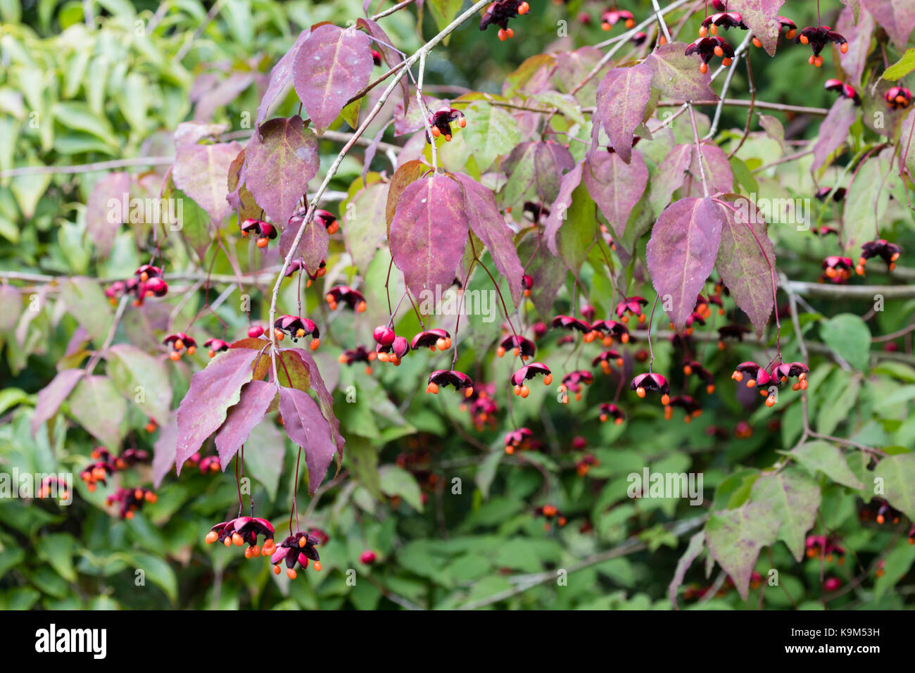 Hängende Samenkapseln des Koreanischen spindleberry, Euonymus oxyphyllus, Kontrast mit Herbst Färbung im Laub Stockfoto