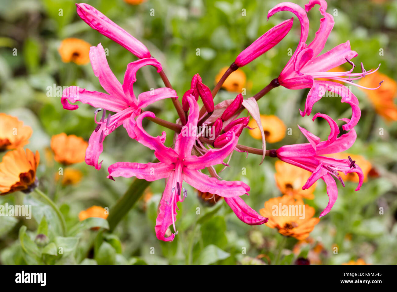 Blumen Der winterharte Südafrikanischen Glühlampe hybrid, "Nerine" Eifer" lila Streifen' Stockfoto