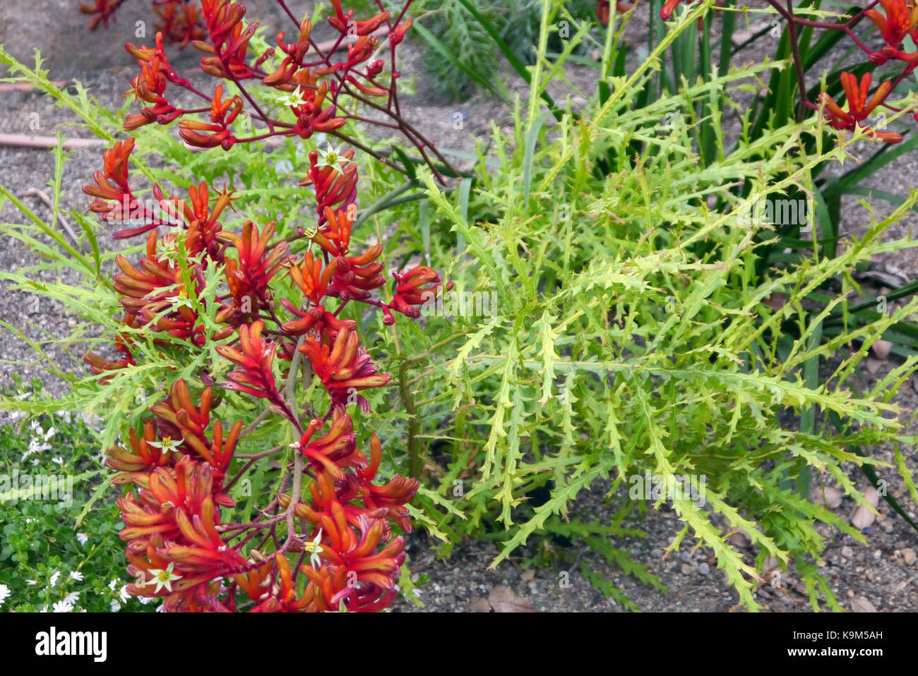 Die roten Känguru-Paw Flowers (Anigozanthos Rufus) „Bush Endeavour“ aus Australien werden beim Eden Project, Cornwall, England, Großbritannien, angebaut. Stockfoto