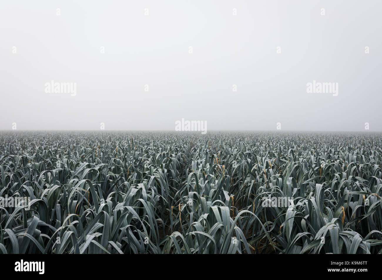 Feld mit der Ernte von Lauch im Nebel, Niederlande, Europa Stockfoto