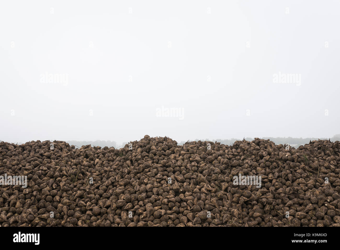 Feld mit Haufen von Zuckerrüben Niederlande, Europa Stockfoto
