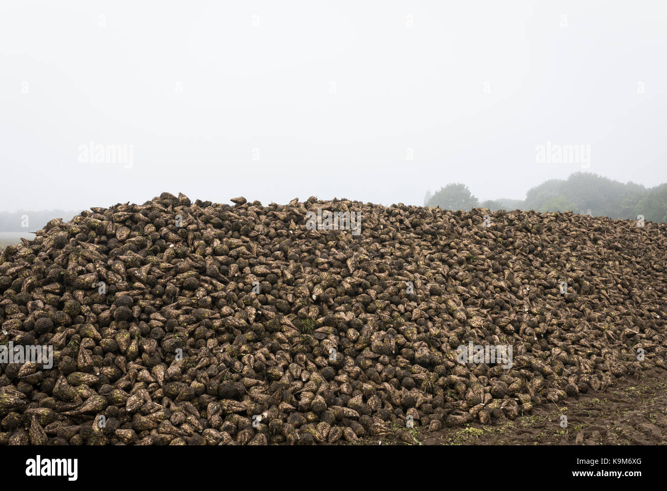 Feld mit Haufen von Zuckerrübe, Niederlande, Europa Stockfoto
