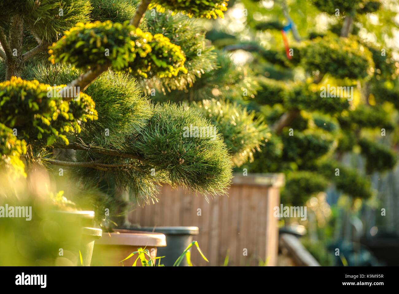 Dekorative Garten Pflanzen in Töpfen. Closeup Foto. Stockfoto