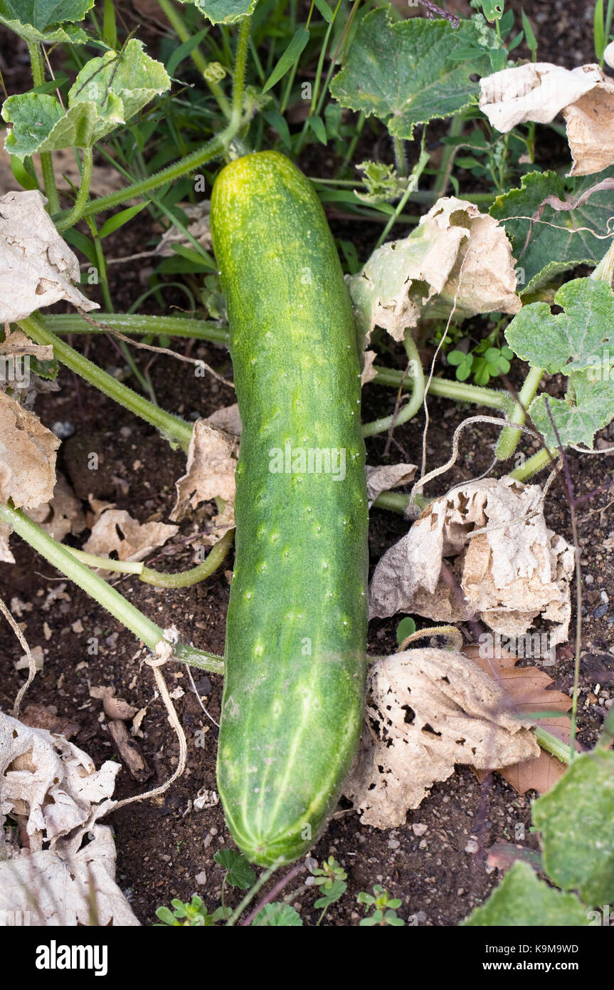 Giardino di cucumis sativus Fotos und Bildmaterial in hoher Auflösung