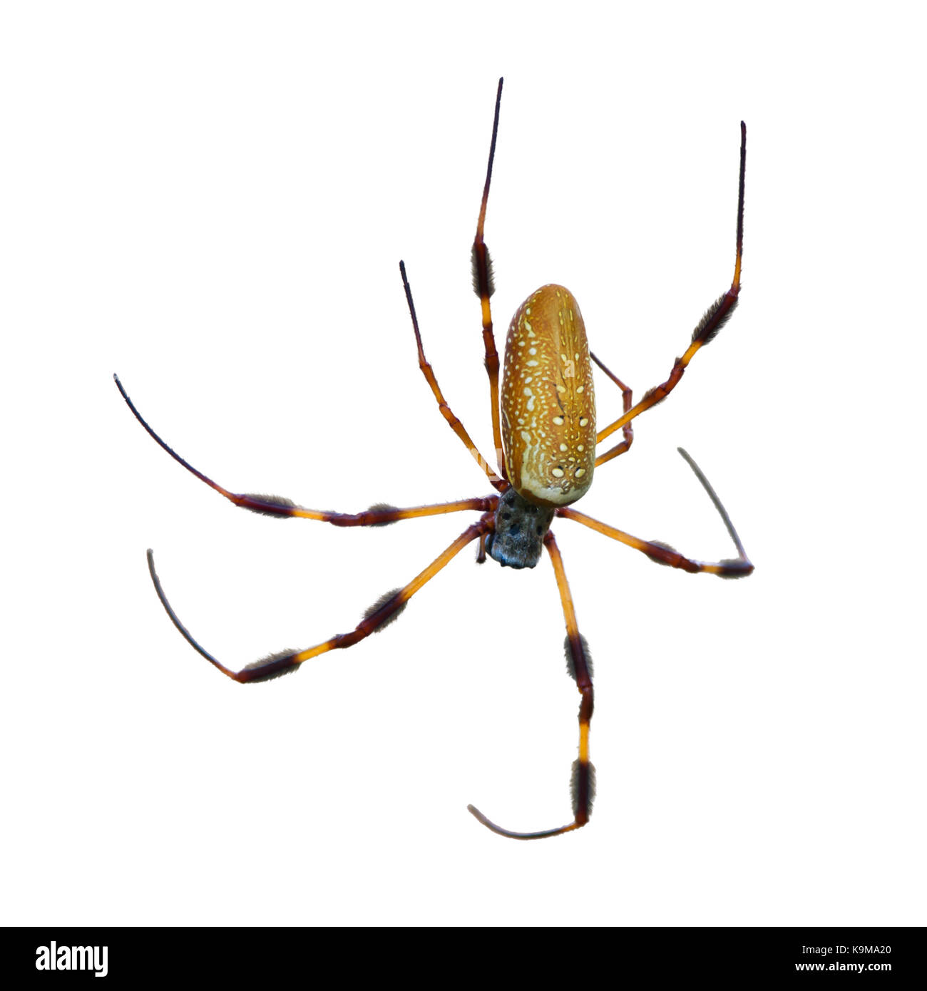 Goldener Seide (Banane) Spinne isoliert auf weißem Hintergrund Stockfoto