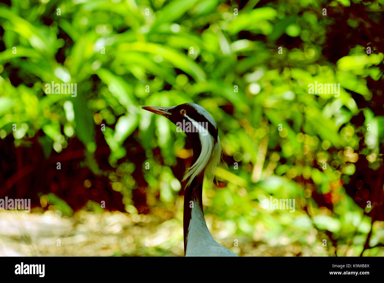 Demoiselle Kran in seinem natürlichen Lebensraum mit grünem Blatthintergrund. Stockfoto