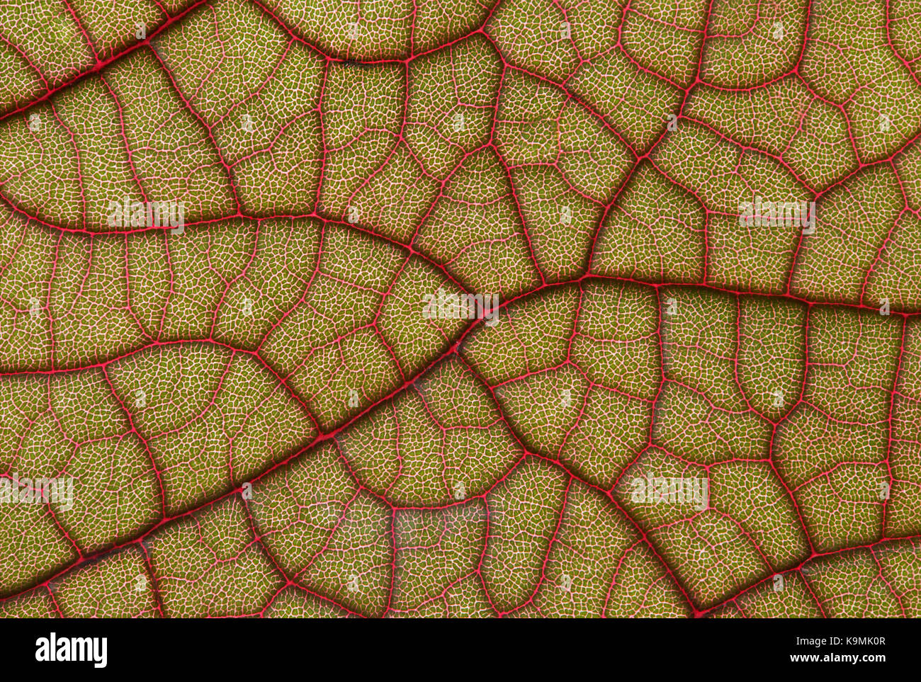 Netzartige Blattaderung eines neu getriebenen Blatts des Ledermantelbaums (Coccoloba pubescens), Familie der Knöterichgewächse (Polygonaceae) Stockfoto