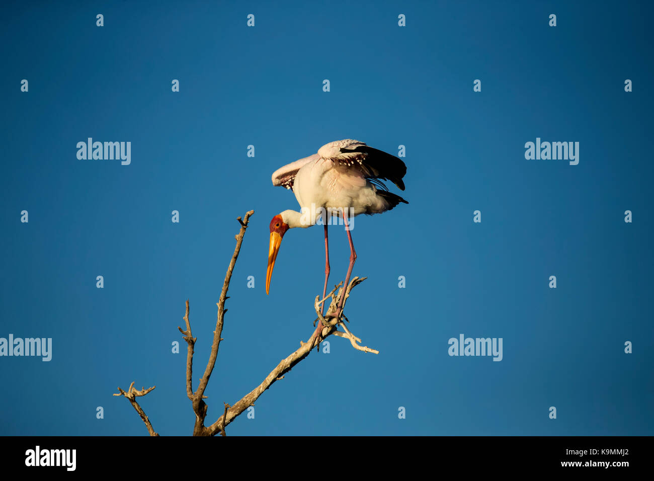 Nimmersatt Mycteria ibis auf einem hohen Ast mit Blick auf Meer Stockfoto