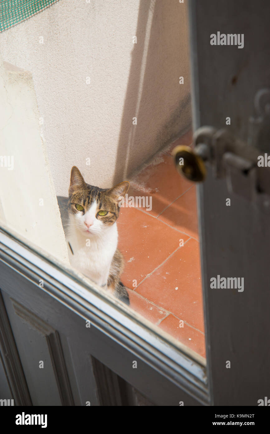 Tabby und weisse Katze in eine Terrasse sitzen, durch ein geschlossenes Fenster. Stockfoto