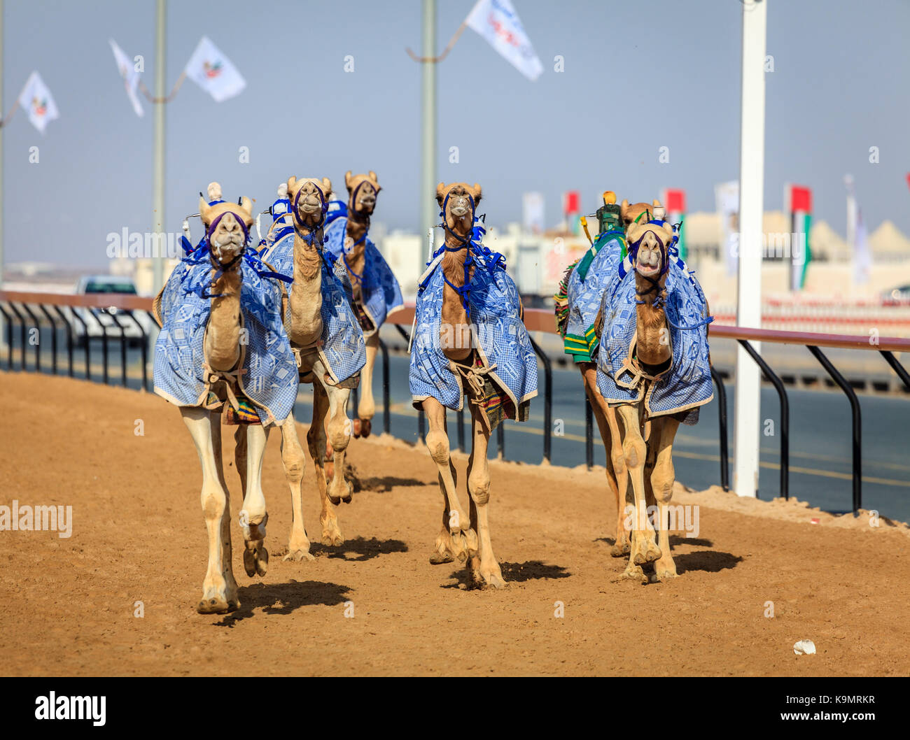 Kamele mit Roboter jokeys bei racing Praxis in der Nähe von Dubai, VAE Stockfoto