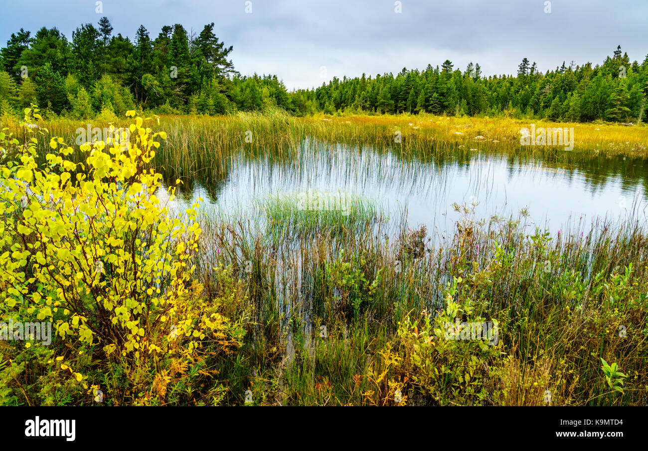 Malerischer Blick auf Bereich bog in Michigan der oberen Halbinsel Stockfoto
