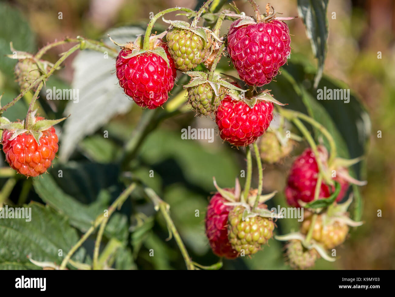 Reife Bio Himbeeren Stockfoto