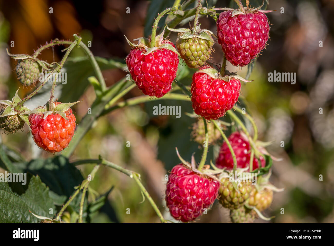 Reife Bio Himbeeren Stockfoto