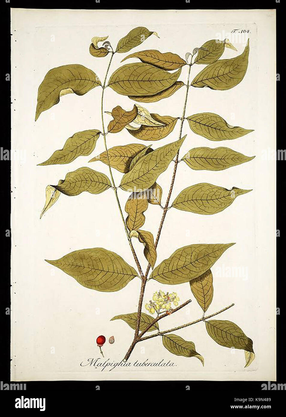 Plantarum rariorum Horti caesarei Schoenbrunnensis descriptiones et