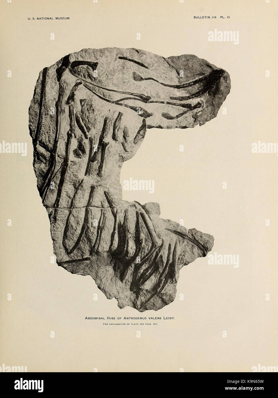 Osteologie der fleischfressenden Dinosauria in den Vereinigten Staaten National museum BHL 40623206 Stockfoto