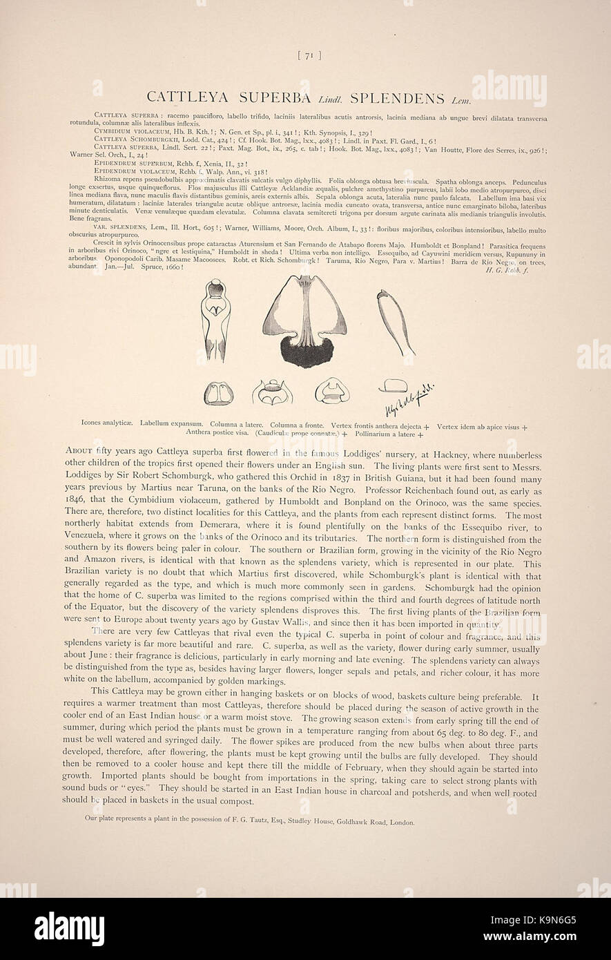 Reichenbachia (Seite 71) BHL 28877427 Stockfoto