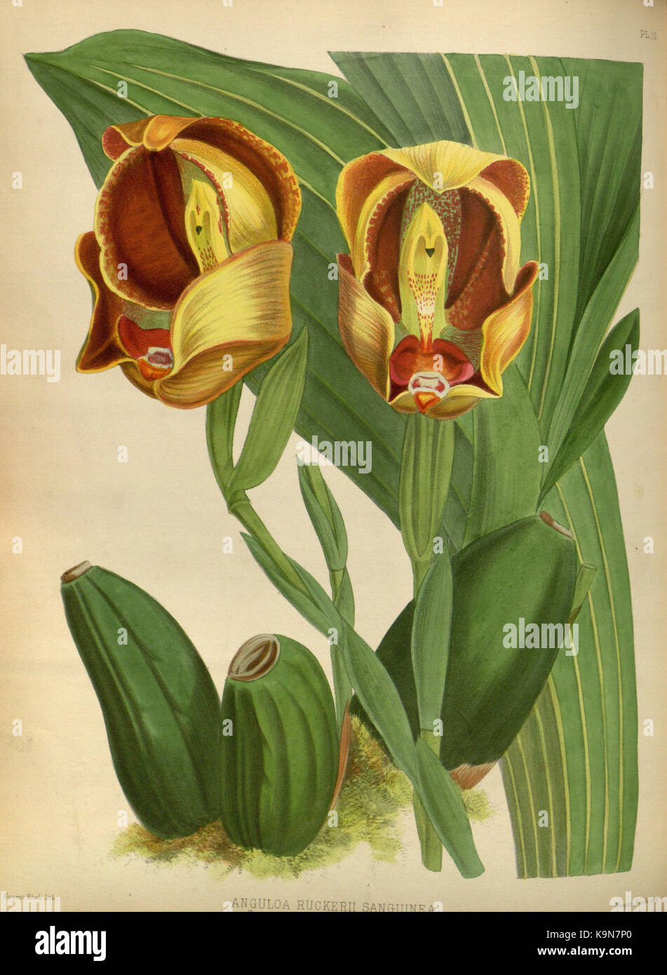 R. Warner & B.Sc. Williams die Orchid Album Band 01 Platte 019 (1882) Stockfoto