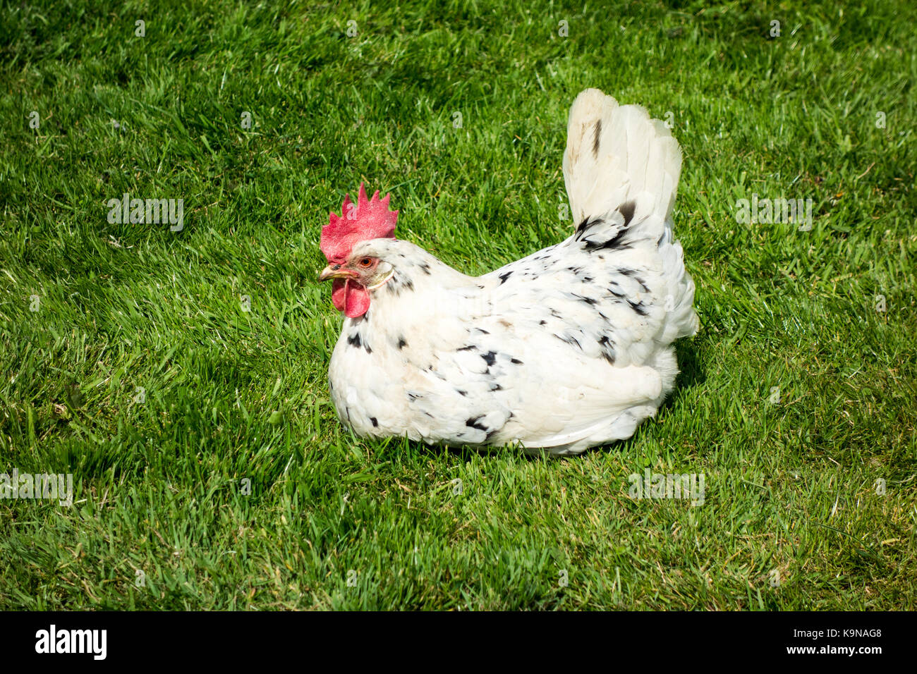 Weißes Huhn schwarze Flecken und gelbe Beine Stockfoto