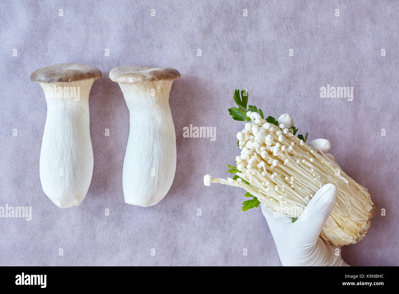 König Trompete Pilz, auch genannt Horn Pilz (Pleurotus eryngii) und