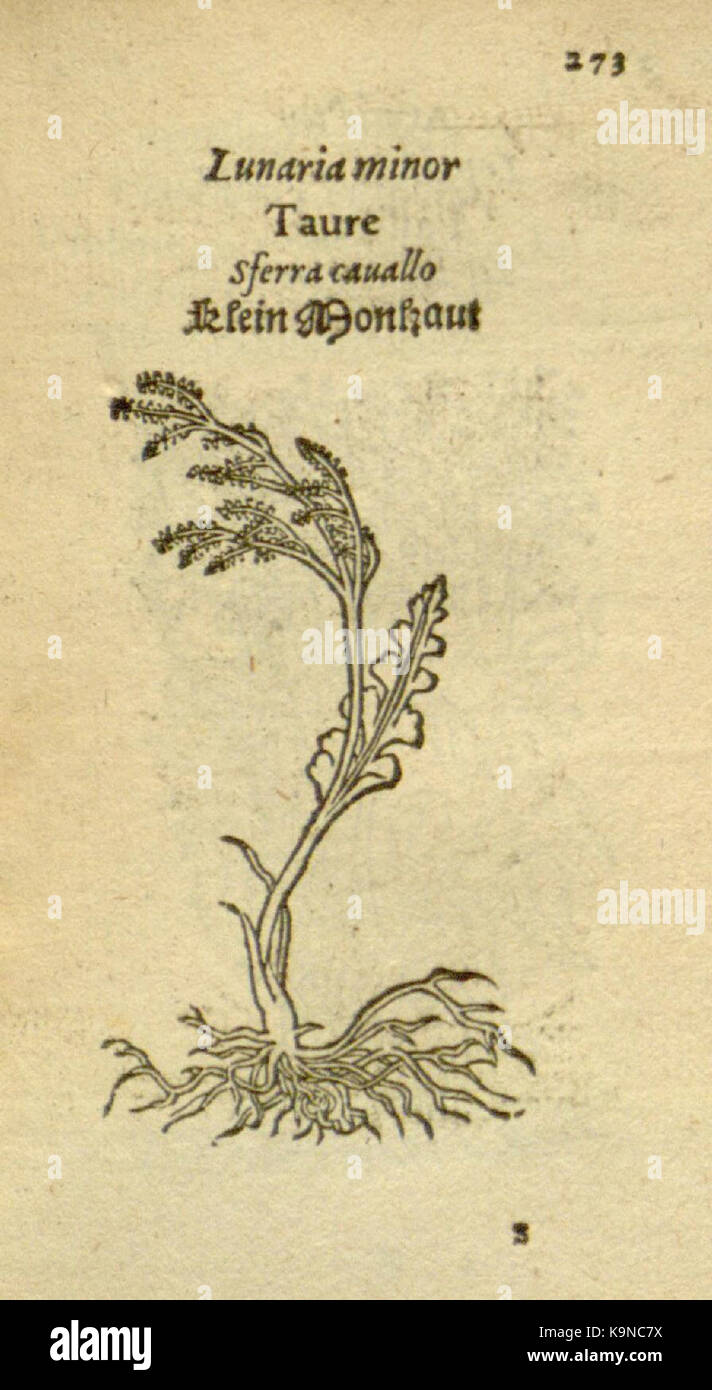 Plantarum Bildnisse (Seite 273) BHL 8103872 Stockfoto