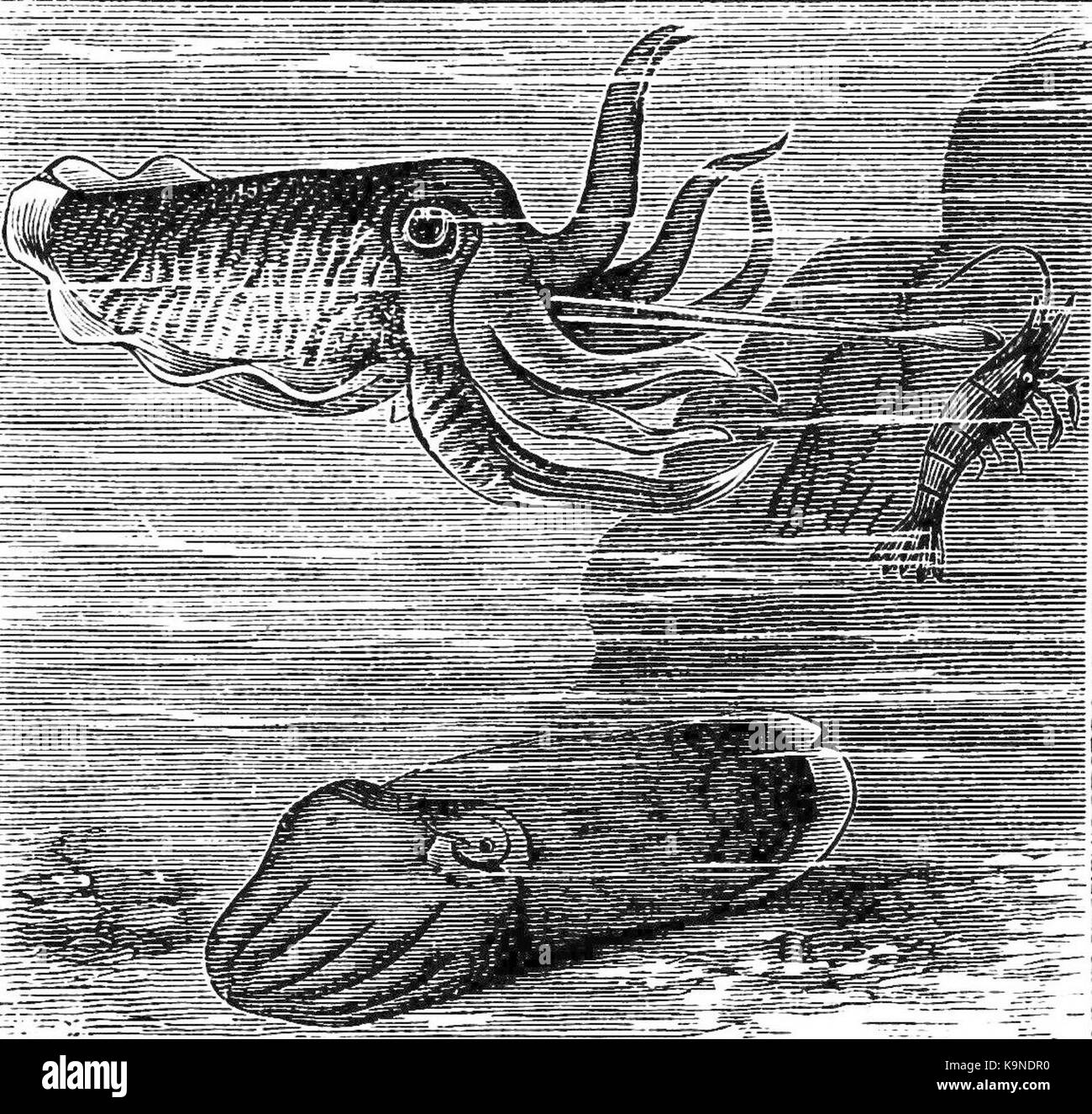 PSM V21 D 771 Schulp Fische schwimmen Stockfoto