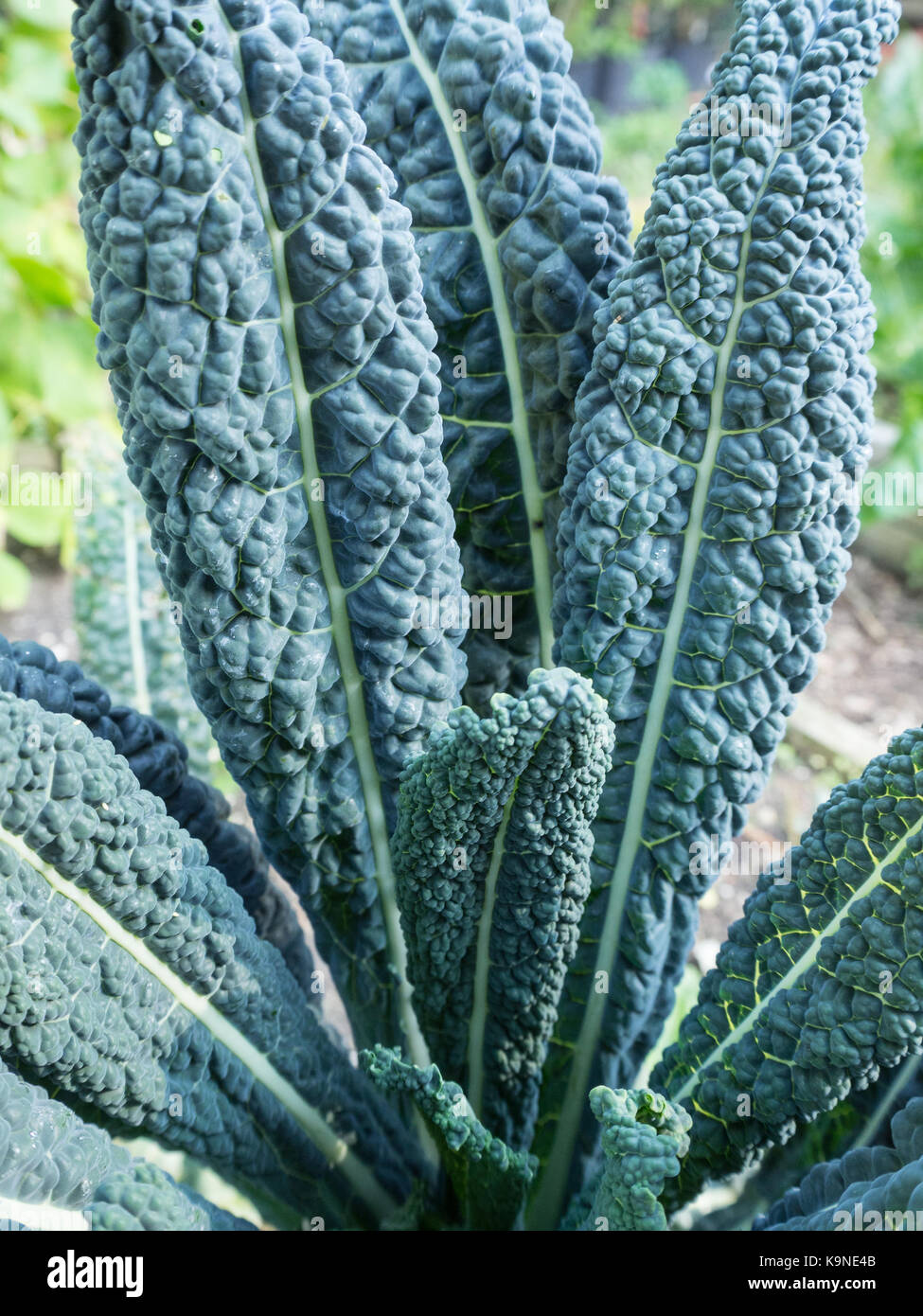Nahaufnahme der Blau-grüne Blätter von Kale Nero di Toscana Stockfoto