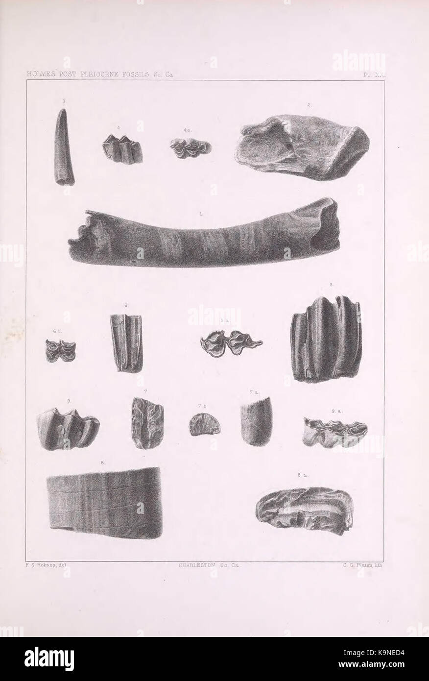 Diese Illustration zeigt pleiozäne Fossilien aus South Carolina, einer Region, die reich an prähistorischen Fossilien ist. Das Bild zeigt verschiedene Pflanzen- und Tierexemplare aus dem Pleozän, das vor etwa 2,6 bis 5,3 Millionen Jahren stattfand und Licht auf die antike Flora und Fauna der Gegend wirft. Stockfoto