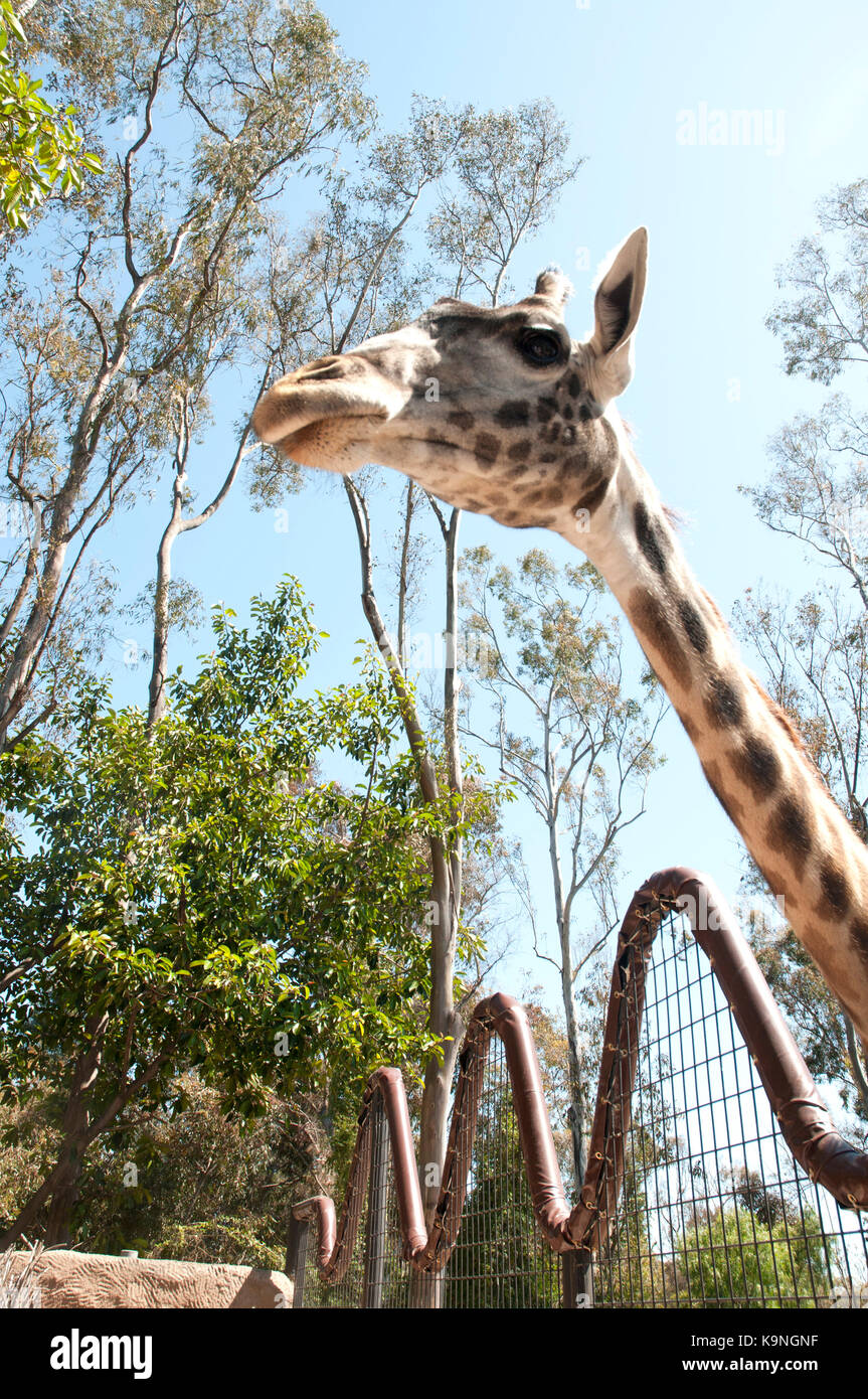 Giraffe in San Diego Zoo, Balboa Park, Kalifornien, USA Stockfoto