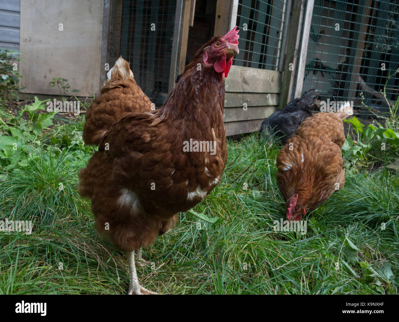 Braun hybrid huhn freilandhaltung im Garten. Großbritannien Stockfoto