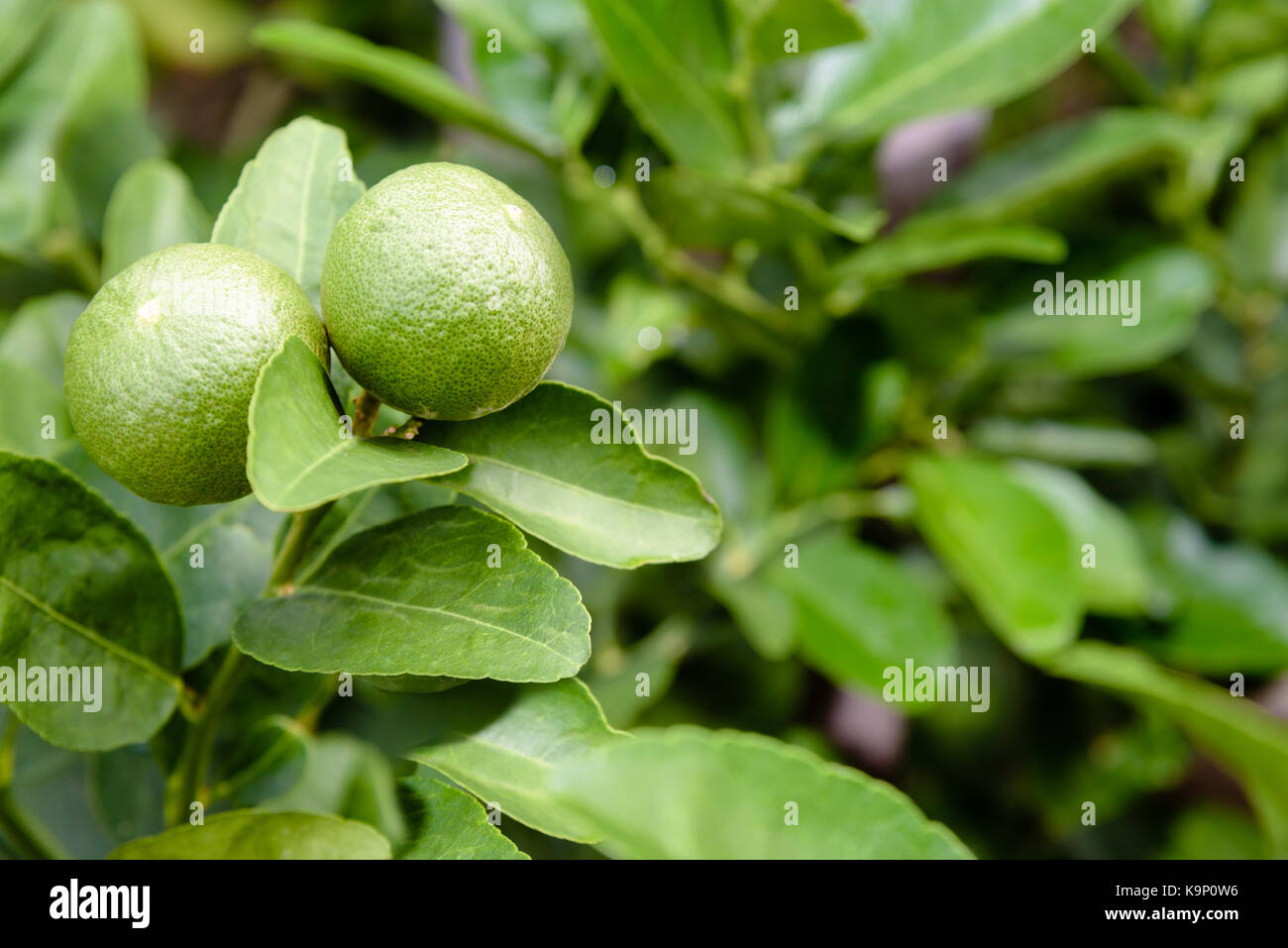 Zwei grüne Zitronen sind die landwirtschaftlichen Erzeugnisse auf seinem Baum in einem bepflanzten Garten mit grünem Laub als Hintergrund Stockfoto