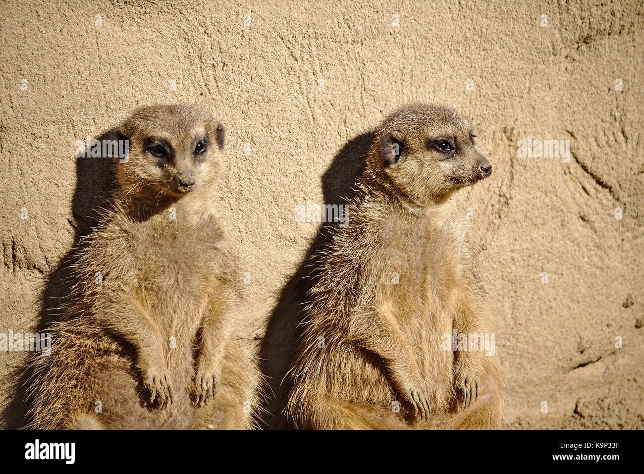 Zwei faul Erdmännchen Sonnenbaden während gegen einen Felsen gelehnt Stockfoto